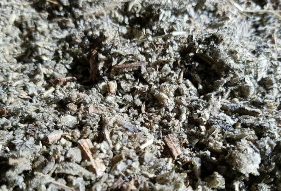 Organic Dried Mullein Leaf