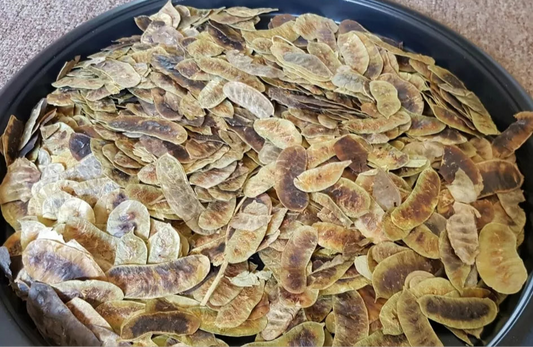 Organic Dried Senna Pods